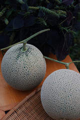 The organic cantaloupe on wooden board