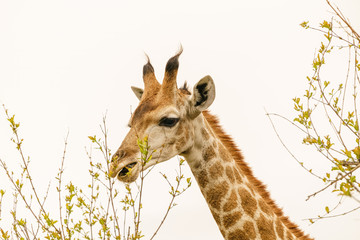Giraffe (Giraffa camelopardalis) eating leaves from a tall bush in South Africa