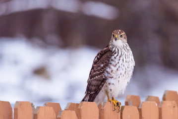 Large hawk sitting on fence in yard in winter