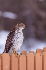 Large hawk sitting on fence in yard in winter