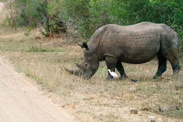 Fototapeta premium White Rhinoceros (Ceratotherium simum) eating grass, closely followed by an egret, taken in South Africa
