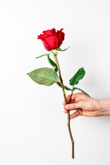 Red rose in hand on white background. Concept for romance, Valentine’s day, 8 of March, birthday