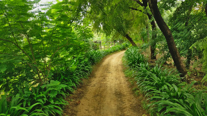 Fototapeta na wymiar A Village Road in Alwar, Rajasthan, India