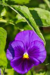 Stiefm&uuml;tterchen