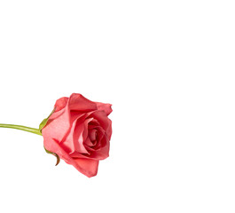 Delicate pink rose bud on a white background. Isolate