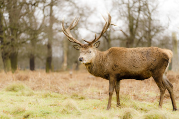 Red deer (Cervus elaphus) stag looking curiously at camera