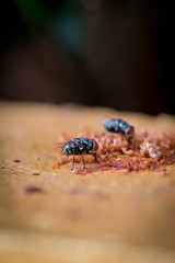 The two flies ( Chrysomya megacephala ) are eating fruits that fall on the ground