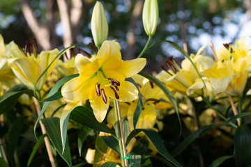 Yellow Lily blooming beautiful in the garden
