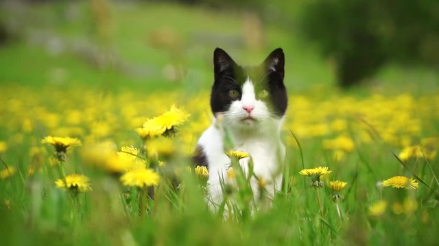 Curious cat standing in a flower field.
