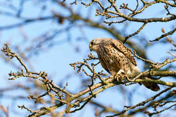 Common Kestrel (Falco tinnunculus) perched in a tree in daylight, in London