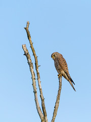 Common Kestrel (Falco tinnunculus) perched atop a thin dead tree trunk, in England