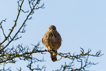 Common Kestrel (Falco tinnunculus) in early morning light in London