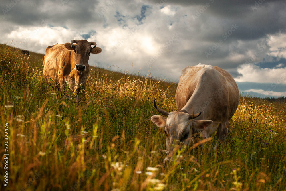 Wall mural cow eat in the meadow, green grass