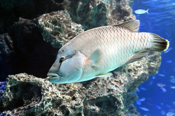 他の魚を圧倒しながらゆっくり泳ぐ巨大なメガネモチノウオ