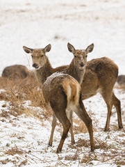 Naklejka na ściany i meble Red deer (Cervus elaphus) doe in snow, looking over shoulder to camera, taken in UK