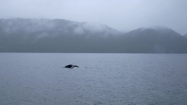 Medium shot Humpback whale breathing and diving, showing his tail, around Vancouver Island, British Columbia.