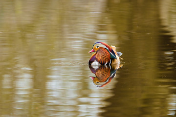 Mandarin Duck (Aix galericulata) in soft light on a pond in London