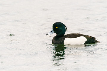 Tufted duck (Aythya fuligula) on a lake on a rainy day
