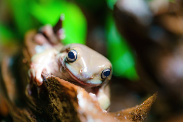 White’s Tree Frog (Litoria caerulea) on a piece of wood