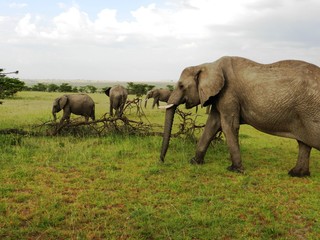 Naklejka na ściany i meble Group of elephants in the beautiful African savannah