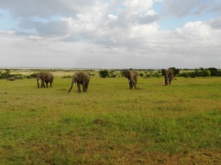Fototapeta na wymiar Group of elephants in the beautiful African savannah