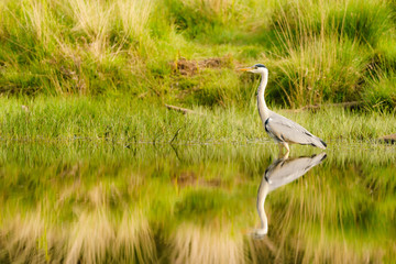 Fototapeta premium Grey Heron (Ardea cinerea) on a still pond in spring in London