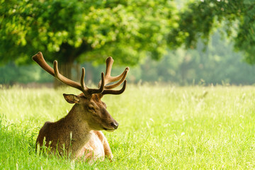 Naklejka na ściany i meble Red deer (Cervus elaphus) resting in a green field in spring, taken in England