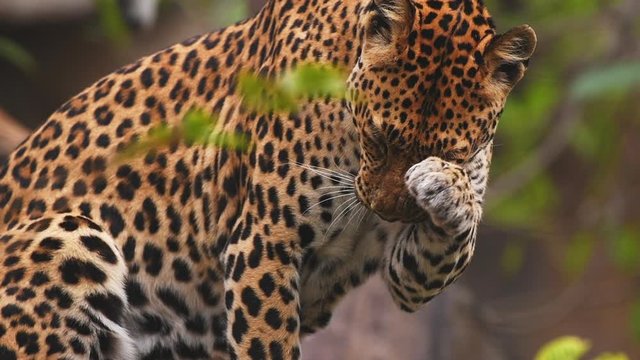 Slow motion shot of leopard portrait in Thailand, wild life concept