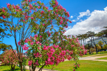 decorative tree with pink flowers in the spring