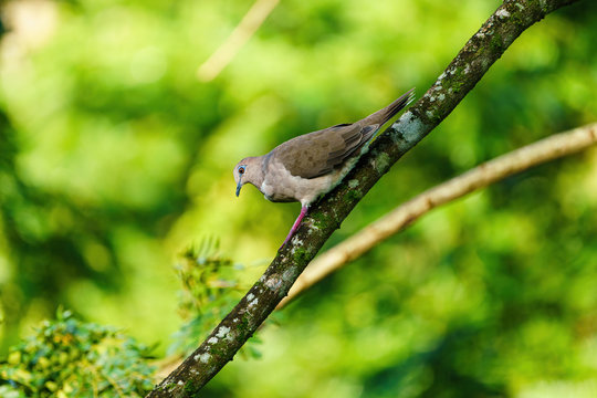 West Peruvian Dove (Zenaida meloda) climbing down a branch, in Costa Rica