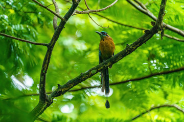 Blue-crowned Motmot (Momotus momota) in the shade of dense forest in Costa Rica