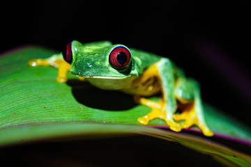 Red-Eyed Tree Frog (Agalychnis callidryas) with huge eyes, taken in Costa Rica