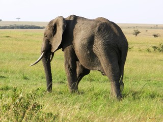 Naklejka na ściany i meble A lone elephant in the African savannah