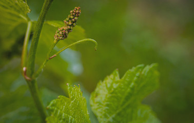 Close-up of developing inflorescences on grapevine (vitis vinifera) in spring time. Young buds of grapevine. Trentino Alto Adige, northern  Italy, Europe.