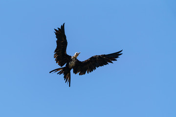 Frigatebirds (Fregatidae) in flight, taken in Costa Rica