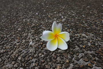 Beautiful sweet Plumeria flowers, blooming, concept for background texture. Vintage and natural background. close up flower.