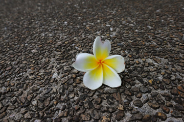 Beautiful sweet Plumeria flowers, blooming, concept for background texture. Vintage and natural background. close up flower.