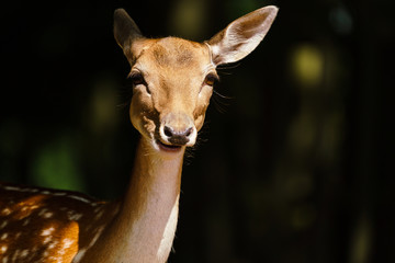 Fallow Deer (Dama dama) doe close-up portrait, taken in England