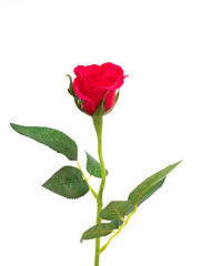 Closeup red rose isolated on white background, for decoration and happy valentine day or symbol love with copy space