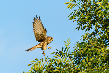 Common Kestrel (Falco tinnunculus) struggling to maintain balance on a small branch