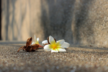 Beautiful sweet Plumeria flowers, blooming, concept for background texture. Vintage and natural background. close up flower.