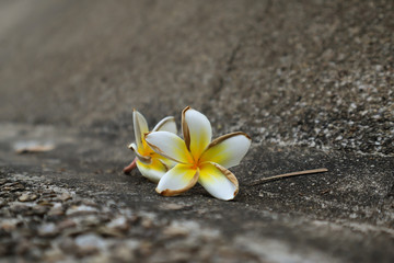Beautiful sweet Plumeria flowers, blooming, concept for background texture. Vintage and natural background. close up flower.