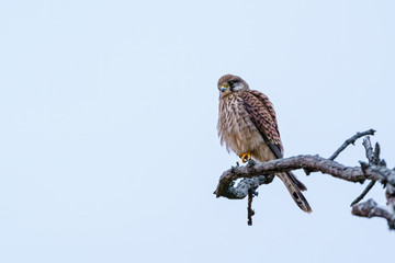 Common Kestrel (Falco tinnunculus) at dusk, perched on a branch, taken in the UK