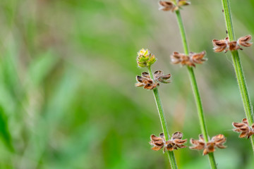 A macro image of three flower stems in a garden in Marbella, Spain 