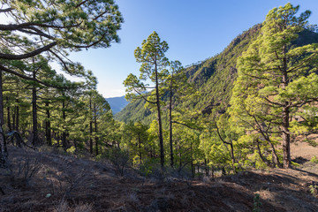 Fototapeta na wymiar Pine forest at Caldera de Taburiente National Park. Viewpoint La Cumbrecita, La Palma, Canary Island, Spain.