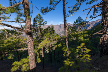 Pine forest at Caldera de Taburiente National Park. Viewpoint La Cumbrecita, La Palma, Canary Island, Spain.