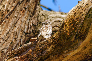 Little Owl (Athene noctua) sitting in a tree, in London