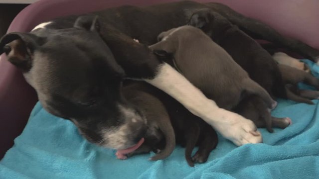 two week old American Staffordshire Terrier Puppies suckle and proud mom is watching and cleaning up