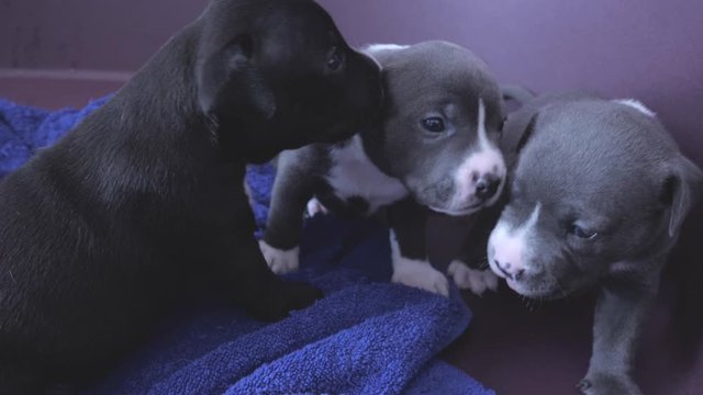 four weeks old American Staffordshire terrier Puppies smelling and licking each other very cute
