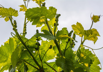 Close-up of developing inflorescences on grapevine (vitis vinifera) in spring time. Young buds of grapevine. Trentino Alto Adige, northern  Italy, Europe.